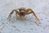 Xysticus sp.